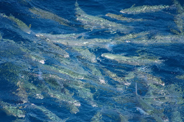 Shoal of fish near the surface of the ocean