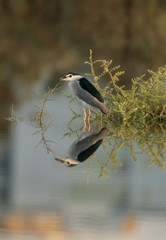 Black-crowned Night Heron in Buhair lake