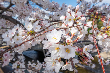 close-up of blooming cherry blossoms