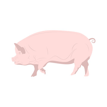 Domestic pink pig. Vector illustration on white background