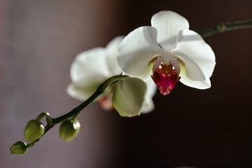 Naklejka na ściany i meble Orchid flower in high glass