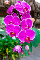 Fototapeta na wymiar Wild orchid