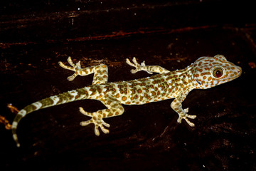 Naklejka premium full body macro picture of Geck in Bali, indonesia, on black background