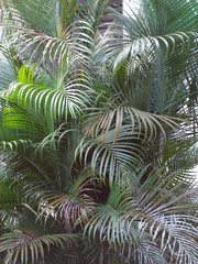 Tropical Green palm leaves image