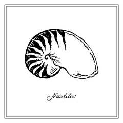 Big Nautilus Seashll. Black and white square card. Hand-Drawn collection of greeting cards. Vector illustration on a white background.