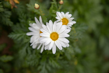 Fototapeta premium Yellow white flower