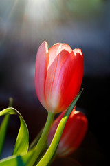 Fototapeta premium Une belle tulipe isolée