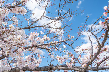 blooming cherry blossoms with blue sky background