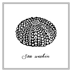 Black Sea Urchin. Seashell. Black and white square card. Hand-drawn collection of greeting cards. Vector illustration on a white background.