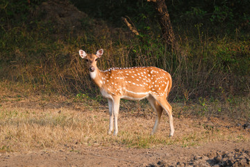 Young female chital or spotted deer grazing in fresh green grass in the forest of Ranthambore National Park. Safari, ecology tourism, animal protection concept. Rajasthan, India
