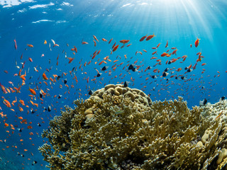 Fototapeta na wymiar wide angle landscape picture underwater in the red sea of orange fish, sea goldies in Egypt, Marsa Alam around a coral with sun rays and blue water