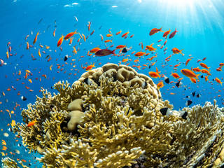 wide angle landscape picture underwater in the red sea of orange fish, sea goldies in Egypt, Marsa...
