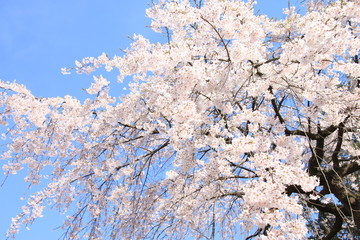 cherry blossom