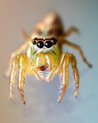 Close up, macro of jumping spider in Bali, Indonesia