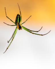 yellow and black spider in Bali, Indonesia, in front of green and white background