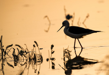 Black-winged Stilt silhouette