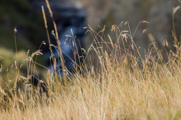 grass in the mountain