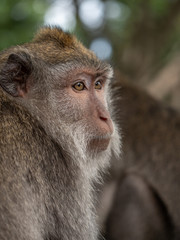 portrait of macaque in Bali, Ubud, Monkey forest,