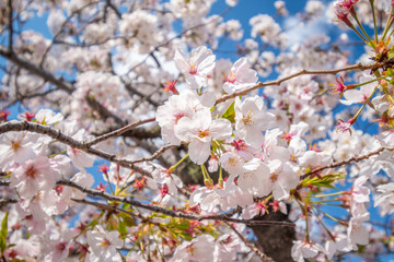 close-up of blooming cherry blossoms