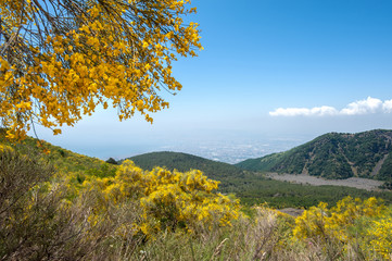 Yellow flowers of the Etna broom (Genista aetnensis) flowering on the slopes of Mount Vesuvius, Italy