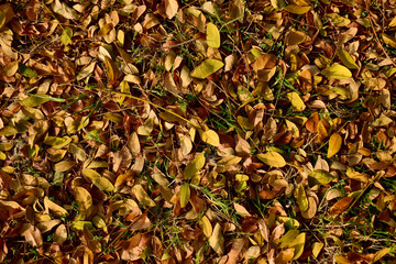 Dry leaves that have fallen on the ground