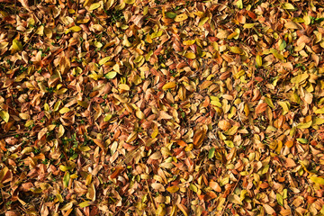 Dry leaves that have fallen on the ground