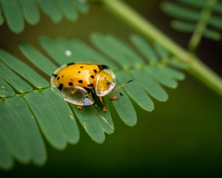 Macro picture of yellow with black dots tortoise beetle in Bali, Indonesia on green leave with green background