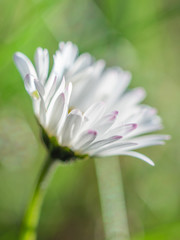 Close up, macro of white flower, daisy, bellis perennis, in spring © Adrian