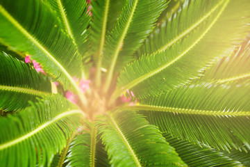 Close-up of a green leaf of a tropical plant.