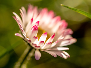 Close up, macro of white flower, daisy, bellis perennis, in spring © Adrian