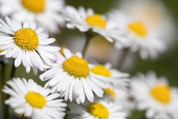 Bellis perennis the common daisy