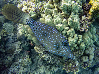 filefish in egypt, marsa alam, from the side, good for identification, in front of coral