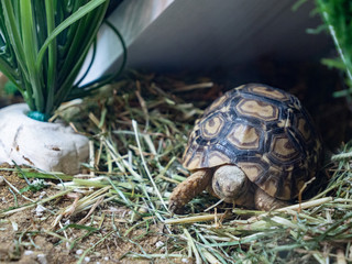 A cute pet leopard tortoise relaxing in its bed