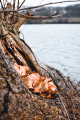Forest mushrooms with stump near water in autumn