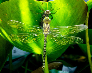 newly hatched dragonfly waiting for the sun to dry it's spread wings before it can fly away on green water lily leave