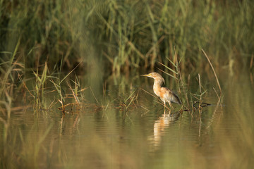 Squacco Heron
