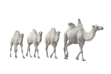 caravan white camel isolated