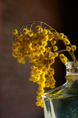 Dry mimosa in a bottle