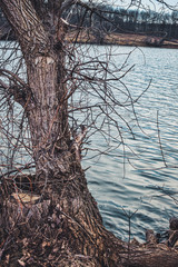 old tree stump near the water in autumn