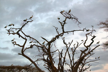European storks on tree in Lewa Conservancy, Kenya, Africa