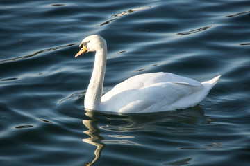 Schwan am Rhein bei Diersheim