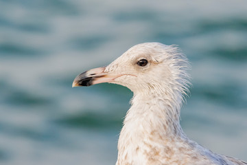 close up of a seagull