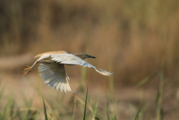 Squacco Heron in flight