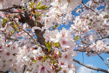 close-up of blooming cherry blossoms