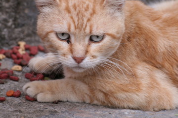 gato con tonos rojizos