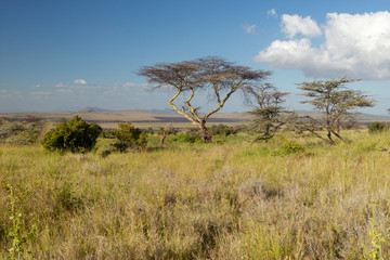 Fototapeta na wymiar Mount Kenya and lone Acacia Tree at Lewa Conservancy, Kenya, Africa