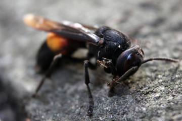 close up photo of a stinging bee that is dying and has begun to be surrounded by ants