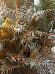tropical warm tone palm leaves image