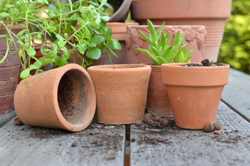 close on terra cotta flower pots with plants and shovel  on a table in garden