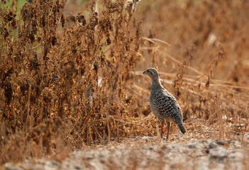 Grey francolin in its habitat